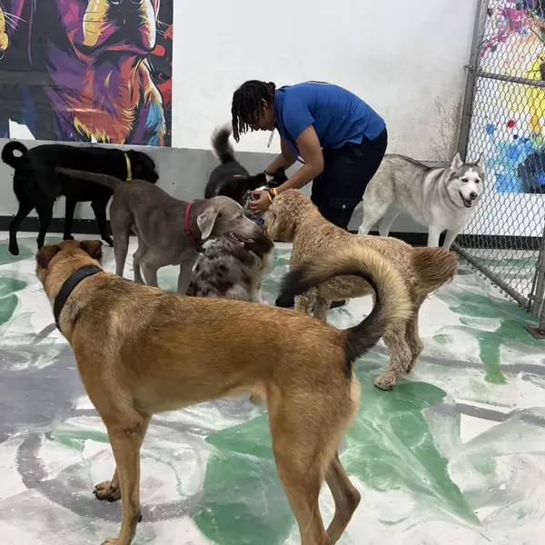 Dogs playing together at K9 Rox Club daycare